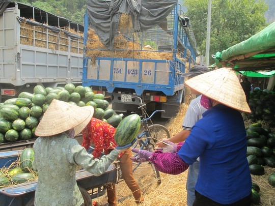 Thanh long, dua hau un tac o cua khau Tan Thanh-Hinh-12